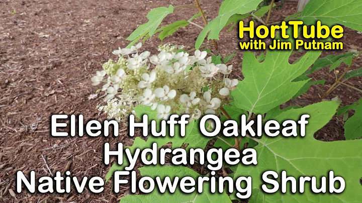 Planting an 'Ellen Huff' Oakleaf Hydrangea - Nativ...