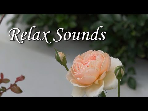 CHILLOUT MUSIC | Gentle Rain Sounds - Insomnia, Relaxing Music, Piano Music