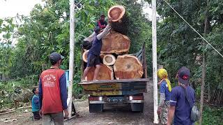 Simpel Teknik Loading batang kayu besar ke atas truk WAJIB TONTON by Gwi heroes 730 views 1 year ago 11 minutes, 55 seconds