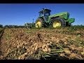 How peanuts are harvested / picked