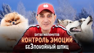 Битва маламутов, контроль эмоций и безпокойный шпиц