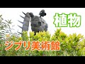 ジブリ美術館で植物を楽しんできた！　Ghibli Museum, Mitaka