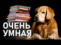 Очень умная собака