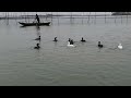 Cormorant Fishing | traditional fishing method in china