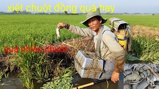 cao thủ xiệt chuột đồng quá hay, khủng khiếp bầy chuột đồng ếch bự to