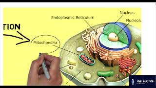 biology for first secondary: lesson 1, part 1. منهج البيولوجي للصف الأول الثانوي : الدرس الأول