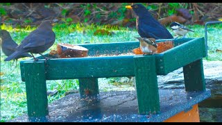 Holy Loch And Garden Wildlife Dunoon Scotland