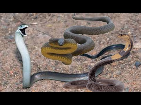 Taipan, kral kobra və Black Mamba