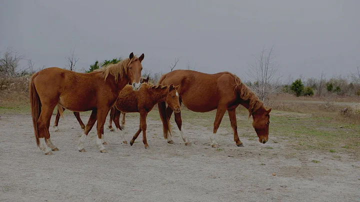 Appalachian Horse Project (Jackson, KY) | Kentucky...