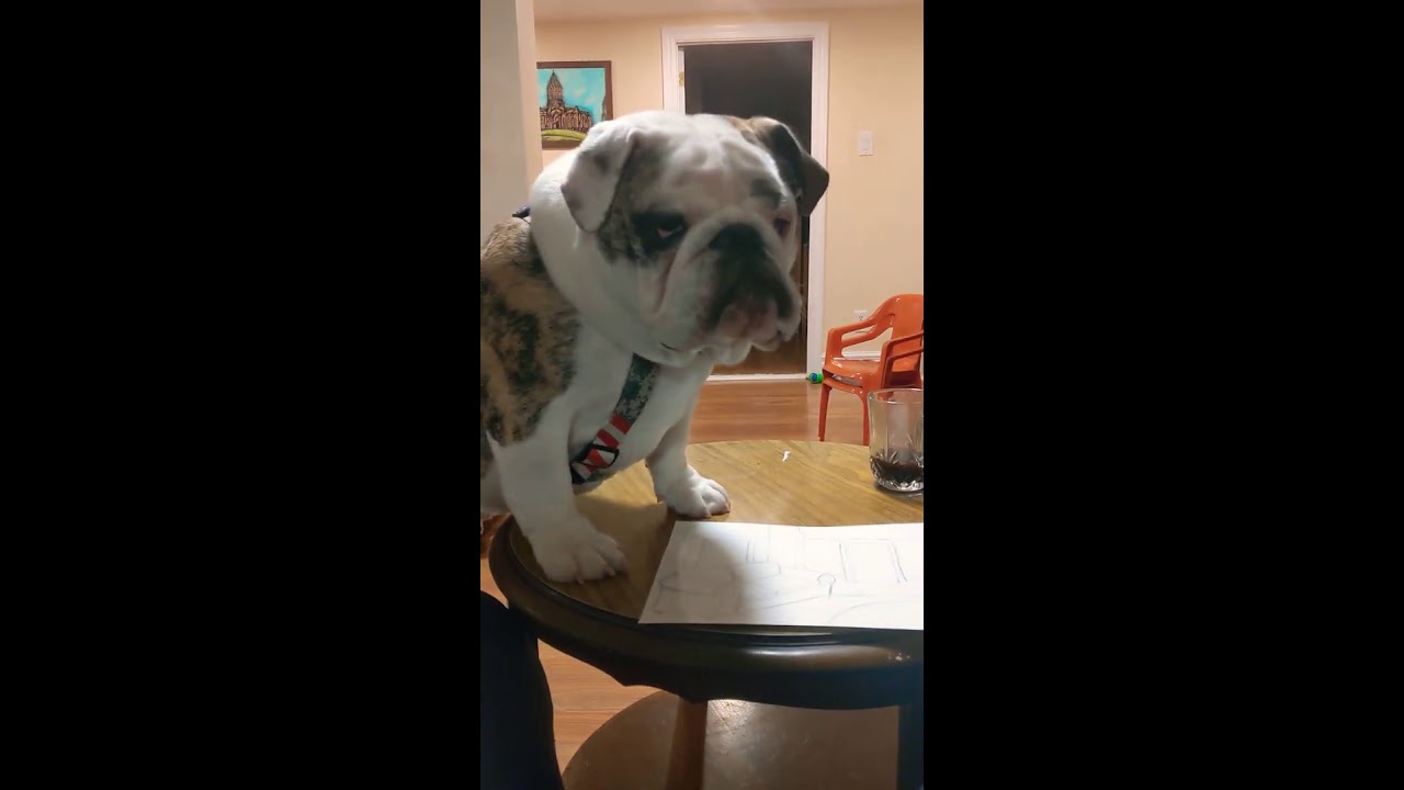 English Bulldog bothering his mom at work YouTube