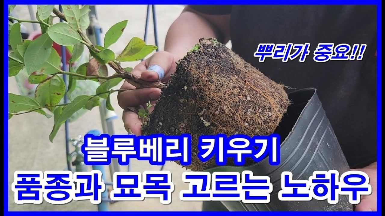 블루베리 키우기 품종과 묘목 고르는 방법