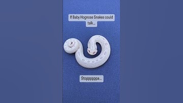 Thumbnail of Baby Hognose are cute 🥰 #shorts #hognose #snakes #cute #funny #reptiles #shorts #babyanimals