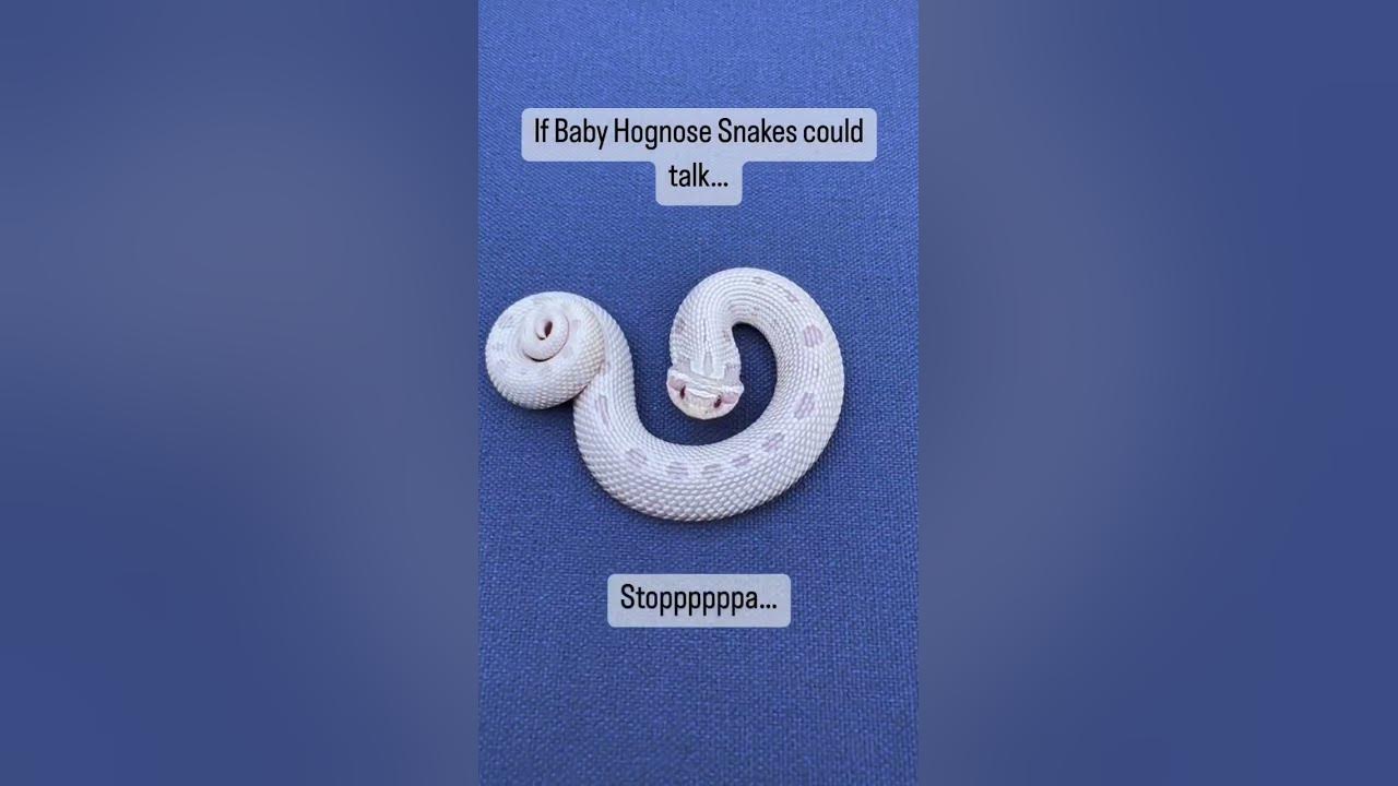Baby Hognose are cute 🥰 #shorts #hognose #snakes #cute #funny #reptiles #shorts #babyanimals