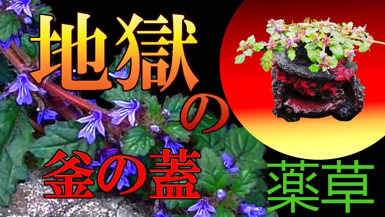 地獄の釜の蓋と言う植物 Ajuga Decumbens Youtube