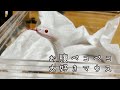 【冷凍マウスのご飯】お腹ぺこぺこ白ヘビのコハクさん