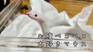 【冷凍マウスのご飯】お腹ぺこぺこ白ヘビのコハクさん