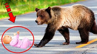 The father threw his son onto the road. But look what the bear did!