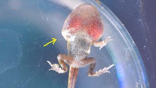How a Tadpole Grows, Turning Into a Frog! Metamorphosis
