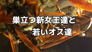 11月8日いい蜂の日に因んだ投稿！セグロアシナガバチの秋