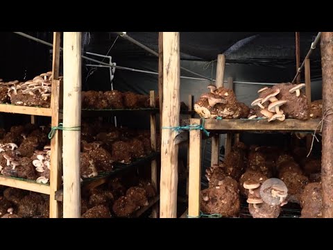 Video: Cómo Cultivar Setas En Invernaderos