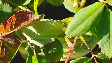 my first vlog||#myfirstblog ||my first vlog on YouTube