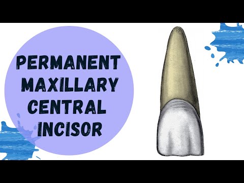 Permanent Maxillary Central Incisor | Tooth Morphology Made Easy