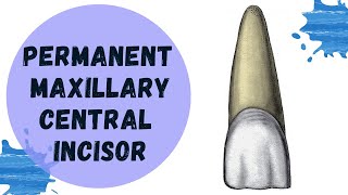 Permanent Maxillary Central Incisor | Tooth Morphology Made Easy