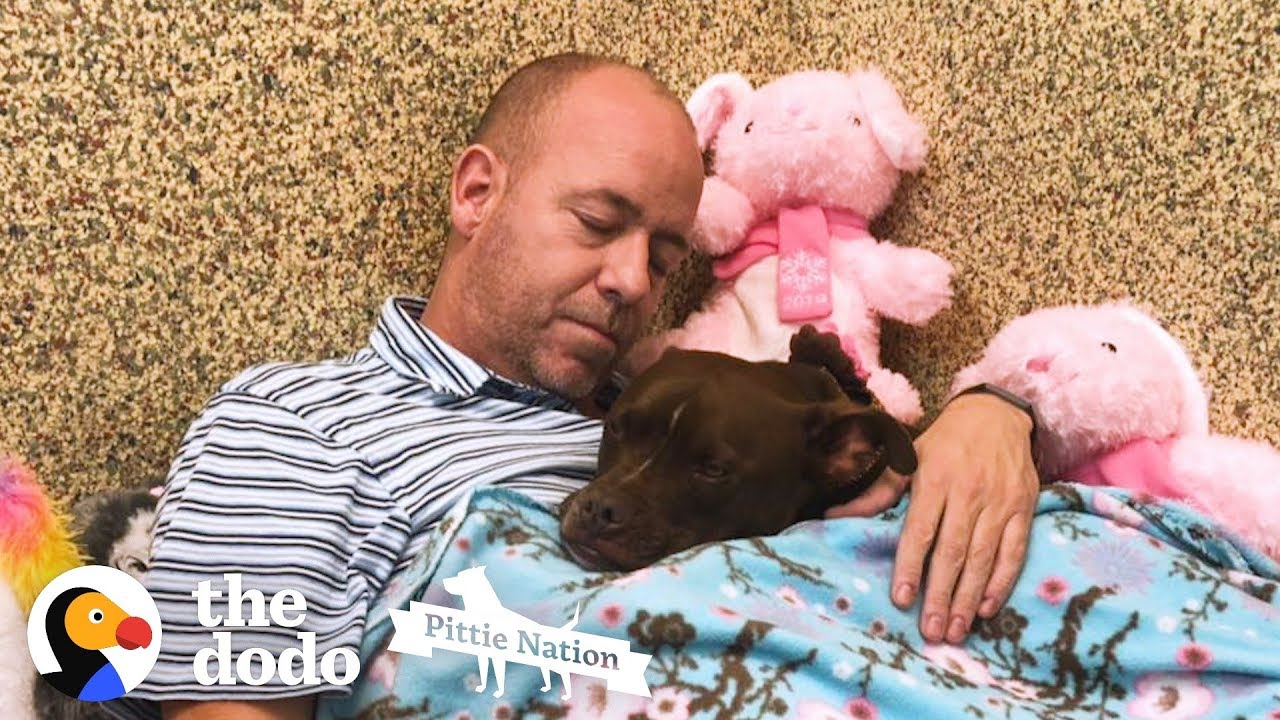 Guy Moves Into Animal Shelter Because He Loves This Pittie So Much | The Dodo Pittie Nation
