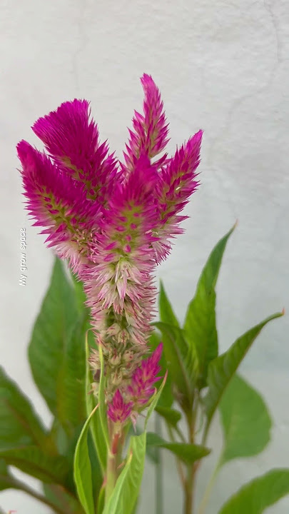 celosia argentea ||Chrysanthemum flower garden ||portulaca flower garden #chrysanthemumflower #viral