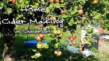 Home Cider Making in Somerset Part 1 Picking and Pressing