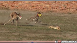 Greyhound rabbit coursing 2023 | Dog race | Greyhound vs hare coursing