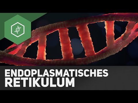 Video: Hat das endoplasmatische Retikulum DNA?
