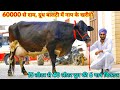 15 से 40 लीटर दूध, 6 गाय बिकाऊ। दूध नापो और खरीदो। 6 High Milking cows available for Sale in Haryana