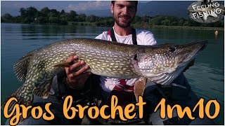 Gros brochet ( 1m10 ) et grosse perche aux leurres en float tube