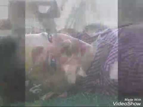 شارع داير الناحيه الرئيسي بدماط