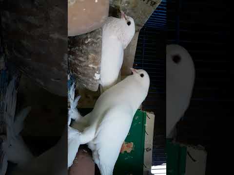 مش ب التخين