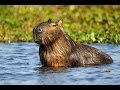 Travesías Fotográficas a los Esteros del Iberá - Carlos Pellegrini