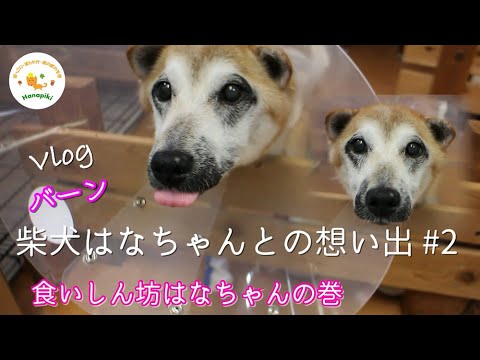 想い出vlogかけがえのない幸せな時間 柴犬はなちゃんとの想い出動画です はなちゃんが喋った 食いしん坊はなちゃん お得意一芸バーン 柴犬はなちゃんとの想い出 2 今までありがとうね Youtube 想い出vlogかけがえのない幸せな時間 柴犬はなちゃんとの想い出動画です はなちゃんが喋った 食いしん坊はなちゃん お得意一芸バーン 柴犬はなちゃんとの想い出 2 今までありがとうね Youtube