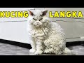 SEPERTI KUCING TAK TERURUS TERNYATA KUCING INI MAHAL DAN LANGKA | LaPerm Cat