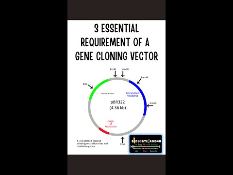 Video: In einem Plasmid-Klonierungsvektor?