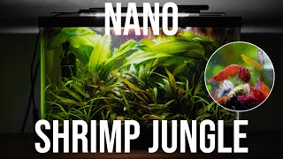 Building a Nano Cherry Shrimp Jungle Tank! (30 day growth)