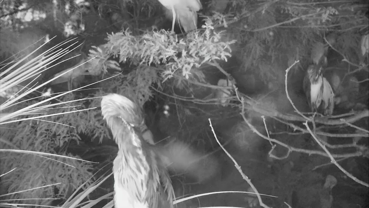 video phone beyonce mp3 Alligator Swamp and Spoonbills Cam 08-31-2018 03:29:36 - 04:29:37