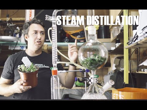 How to steam distill essential oil at home and how to fail at that distillation. Beginners guide!