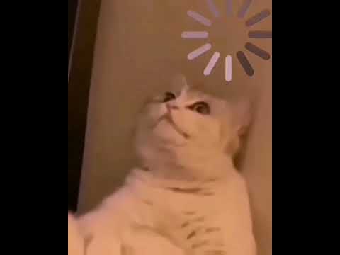 رياكشن قطة تفكر