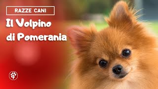 Curiosità sul Volpino di Pomerania