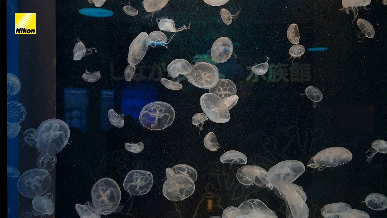 Enjoyニコン てくてくカメラ Z 30と一緒に「しながわ水族館」で Enjoyニコン てくてくカメラ Z 30と一緒に「しながわ水族館」で