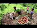 Life With Nature || Video - 110 || Potato farming & Harvesting in the village , Nepal ||