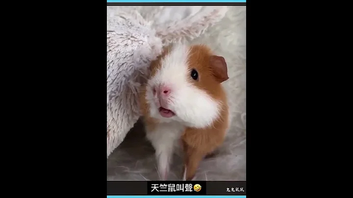 ［天竺鼠 Bui Bui~] 天竺鼠叫声🐹🚙 - 天天要闻