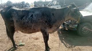 Natural Animal Meeting Cow Bull And Buffalo Crossed With Hybrid Quality