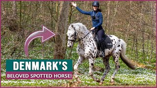 Equestrian Rides the Knabstrupper Horse in Denmark! by DiscoverTheHorse 74,979 views 9 months ago 10 minutes, 10 seconds